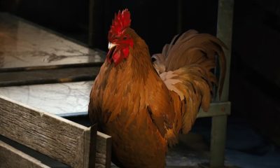 where to find a cat bed in arc raiders